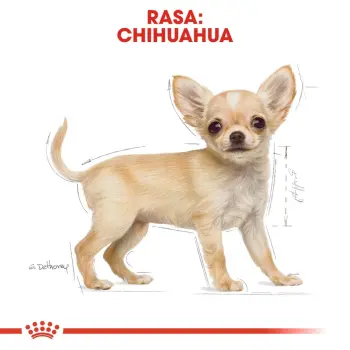 Royal Canin Chihuahua Puppy karma sucha dla szczeniąt do 8 miesiąca, rasy chihuahua 1,5kg
