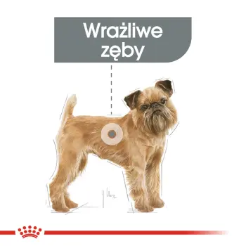 Royal Canin Mini Dental Care karma sucha dla psów dorosłych, ras małych, redukująca powstawanie kamienia nazębnego 1kg