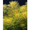 Myriophyllum tuberculatum PORCJA 10 sadzonek In vitro Piękna